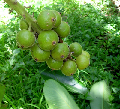 etlingera ginger fruit from Siargao Island, NE Mindanao, Philippines, home of Cloud 9 surfing spot