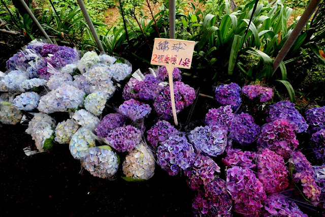 大梯田花卉生態農園 繡球花