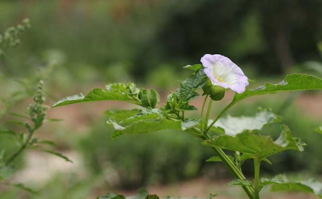 Apple of Peru Flowers Pictures