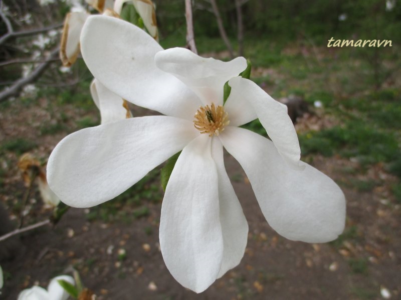 Магнолия Лёбнера (Magnolia × loebneri)