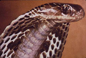 king cobra snake animal wallpaper species