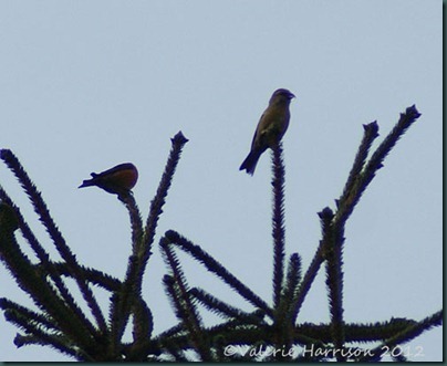 9-crossbills