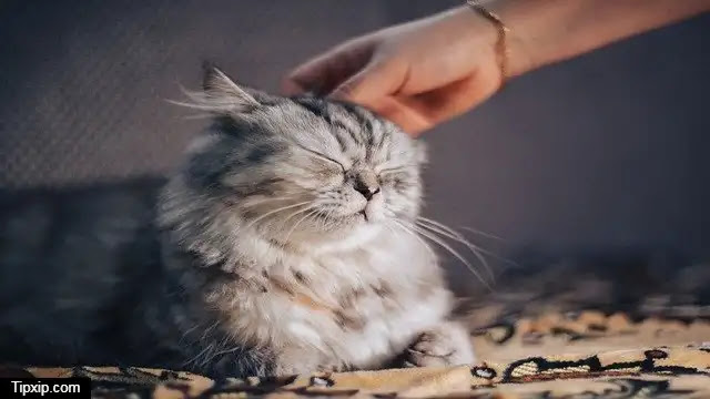 How to pet a cat