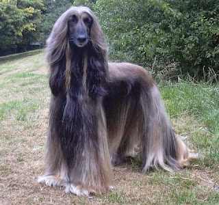 Afghan Hound