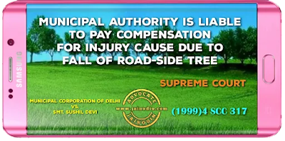 Municipal Authority is liable to pay compensation for injury cause due to fall of road-side tree