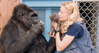 Koko la gorila, famosa por el lenguaje de señas y la adopción de gatitos