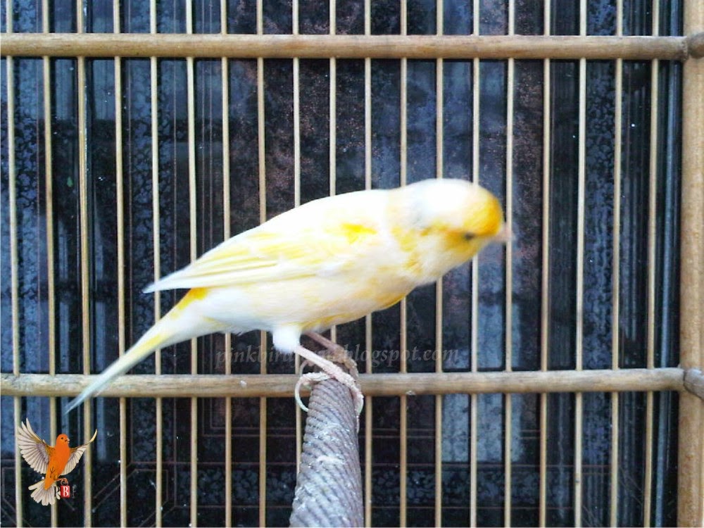 KENARI KUNING  PINK BIRD FARM
