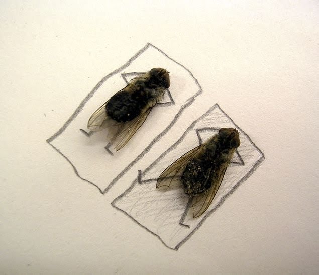 [dead-fly-art-09.jpg]