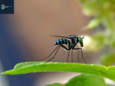 Condylostylus, tiny, green fly