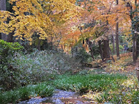 限りなく紅葉は続いていた。