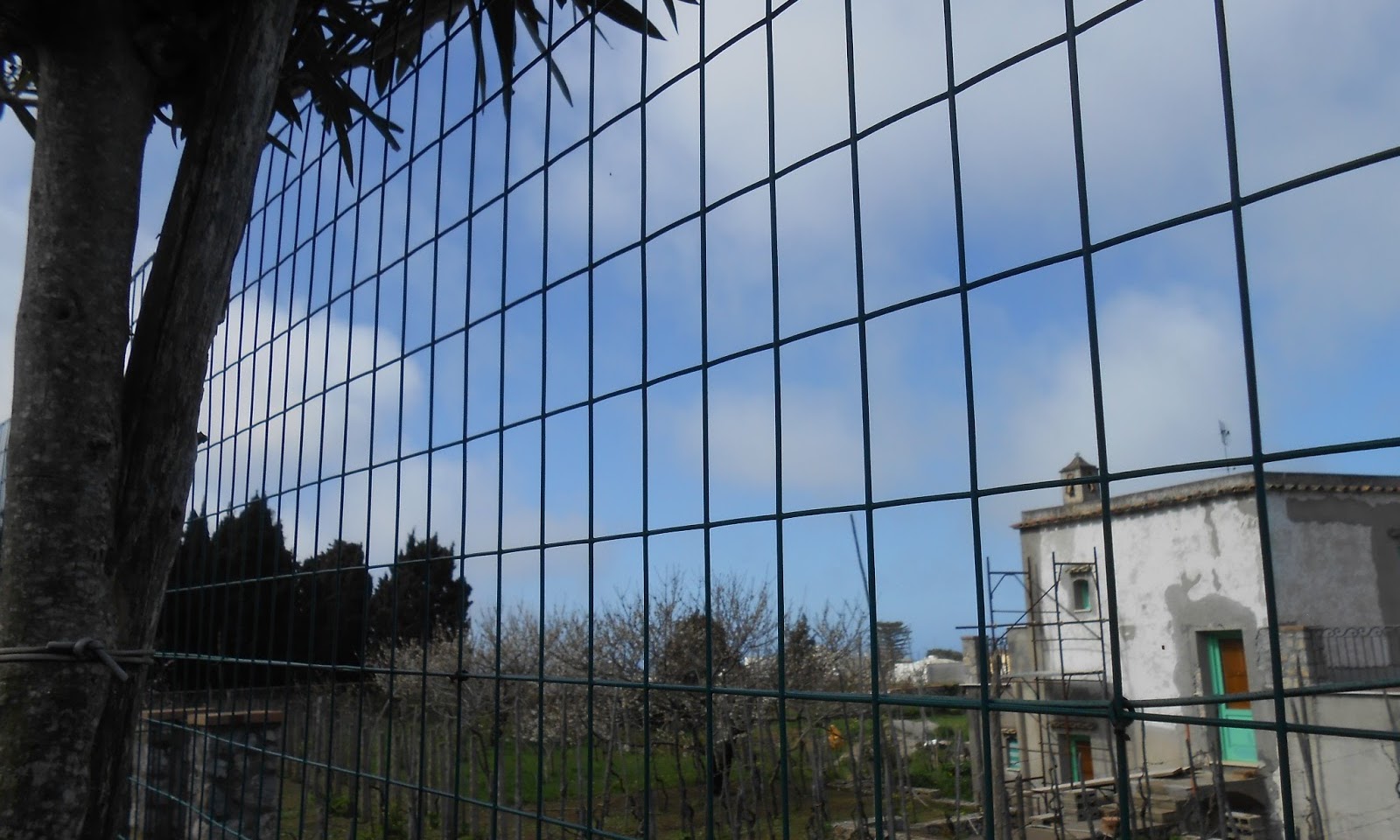 Blooming orchards in Anacapri