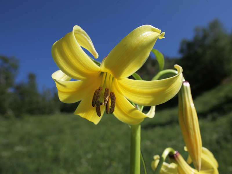 Лилия Кессельринга (Lilium kesselringianum)