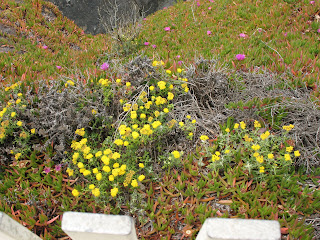 coastal flowers