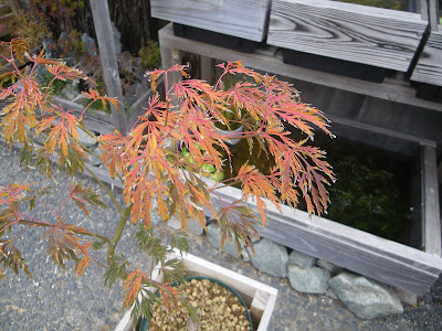 紅葉 鉢植え 庭 341981-紅葉 鉢植え 庭