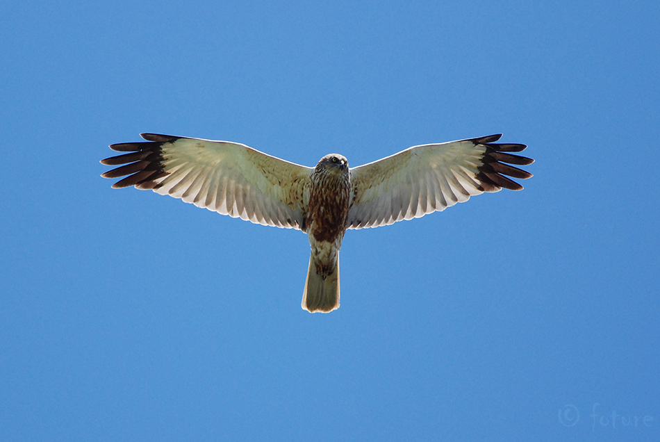 Roo-loorkull, Circus aeruginosus, Western Marsh Harrier, kull, Eurasian