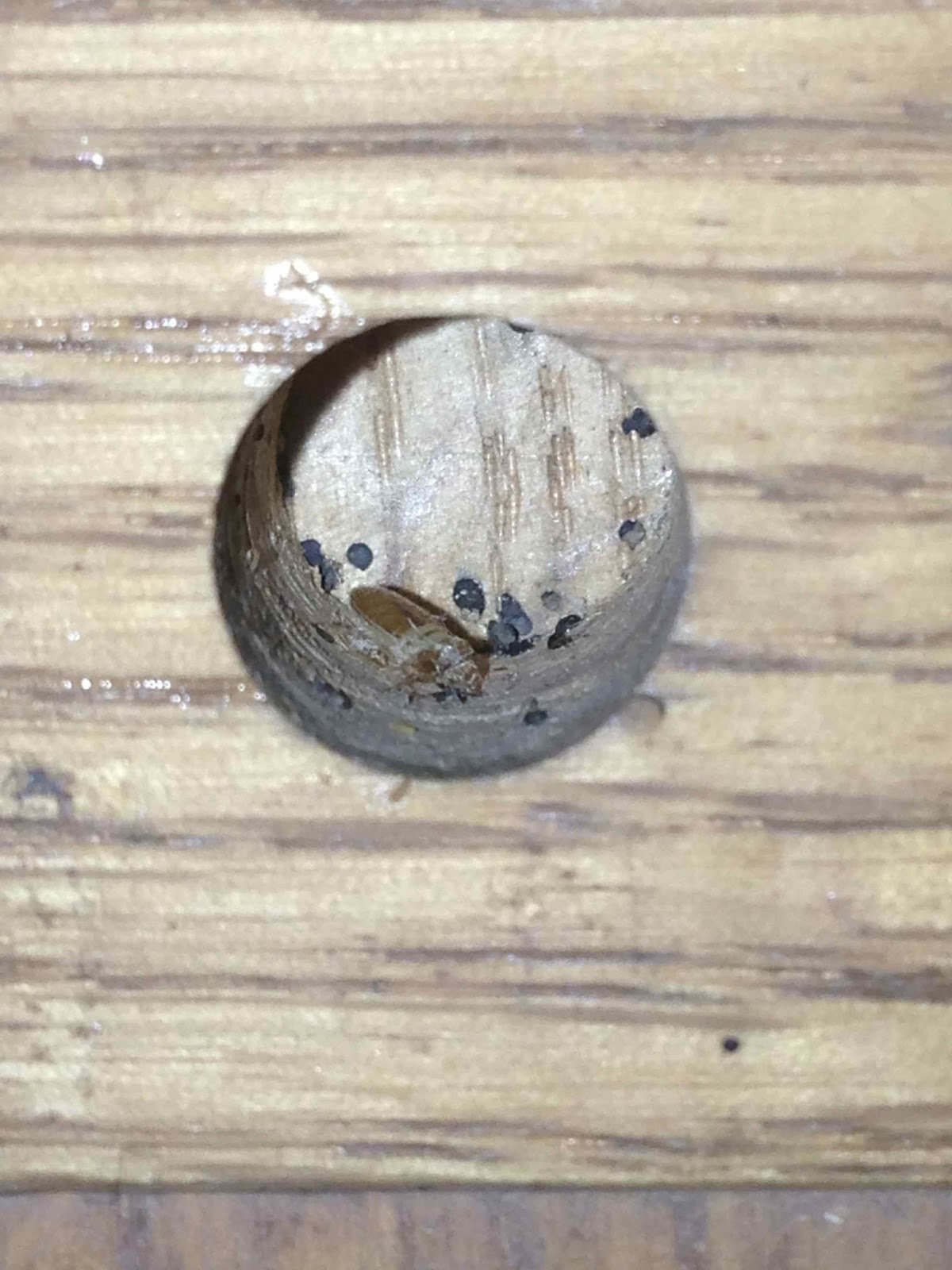 Bed bug exoskeleton & fecal markings in a screw hole in a wooden bed.