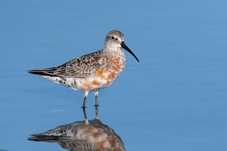 correlimos-zarapitin-calidris-ferruginea-