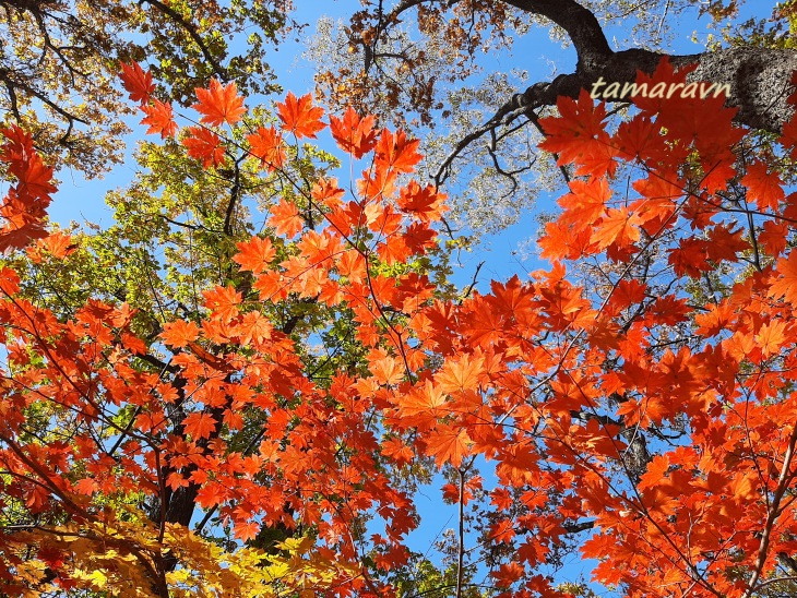 Клён ложнозибольдов (Acer pseudosieboldianum)