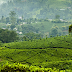 Tea domain in Nawalapitiya, Sri Lanka