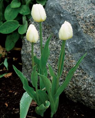 Schoonord Tulip