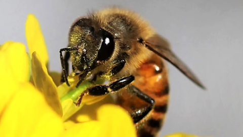 Bees Can Smell Cancer, MSU Researchers Say