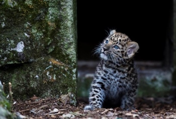 Gambar Anak Harimau Bintang