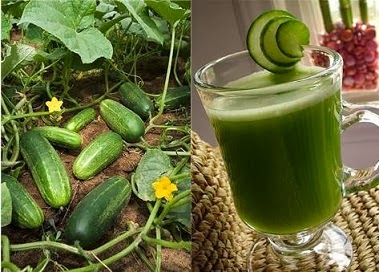 JUS TIMUN UBAT GASTRIK SEMULAJADI - Sharing My Ceritera