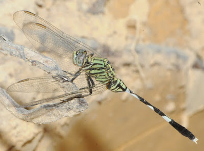 Orthetrum sabina