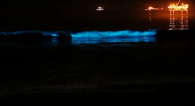 bioluminescent sea water