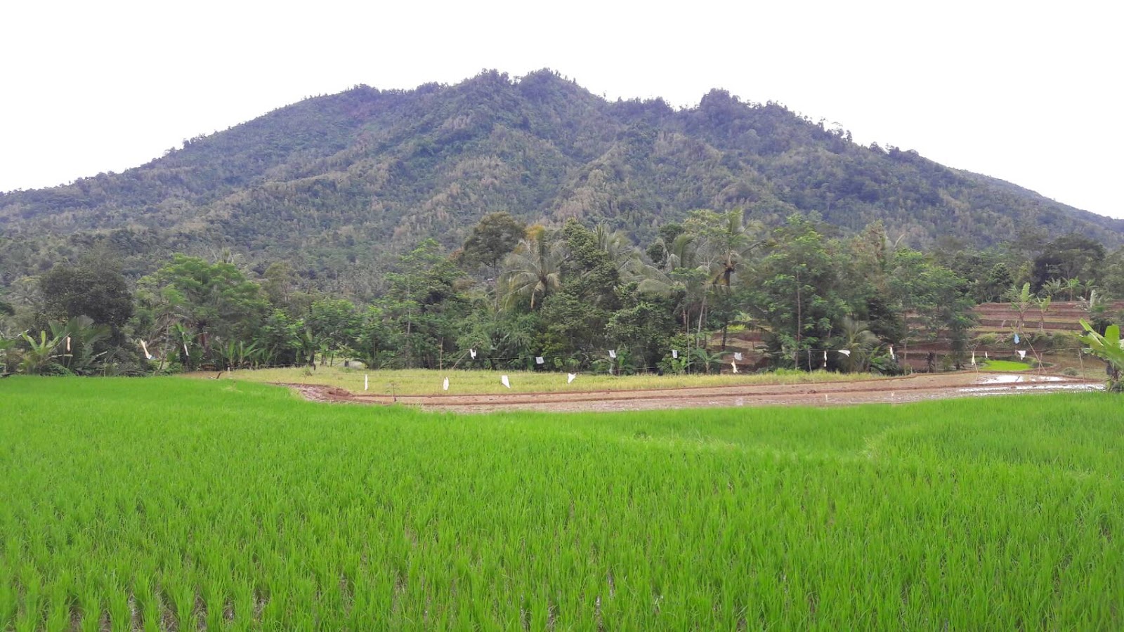 Desa Ujung Tebu Kecamatan Ciomas Kabupaten Serang