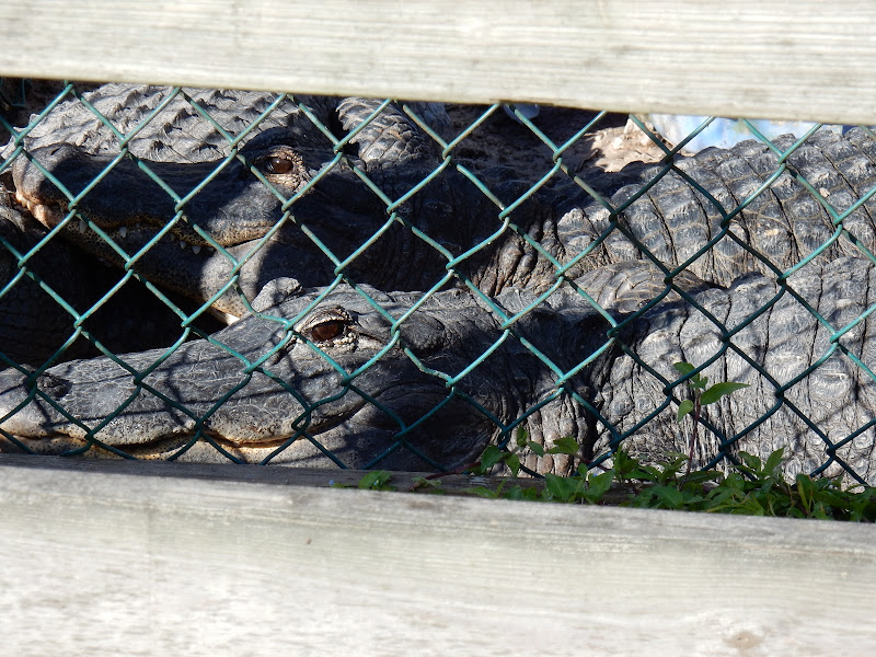 Crocodiles, alligators, Everglades National Park, Florida, US, Miami,  elisaorigami, travel, blogger, voyages, lifestyle