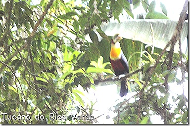 Tucanos 20set2010 jabuticabeira arboretum 003