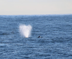 Gray Whale Water Spout