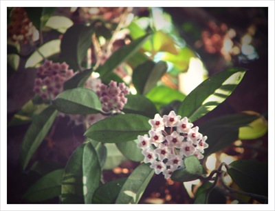 hoya vine (9)