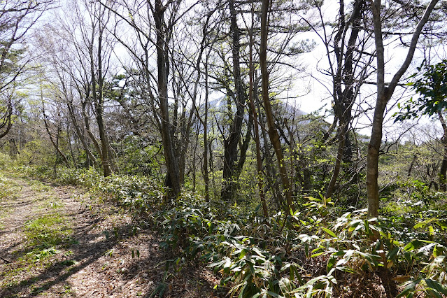 鳥取県西伯郡伯耆町丸山 牧草地の奥の山道