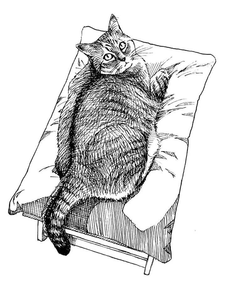 07-A-cat-in-cosy-comfort-Feline-Drawings-Ineko-Kawai-www-designstack-co