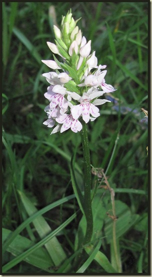 Early Marsh Orchid