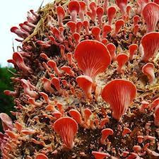 Mushroom Spawn Supplier In Nampur