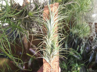 Tillandsia funckiana