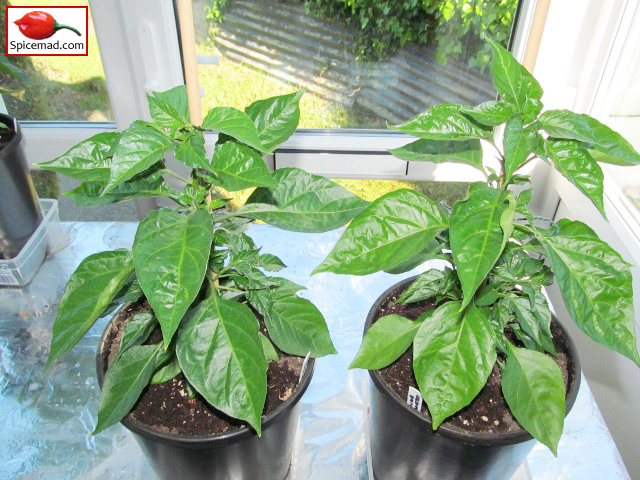 Orange Habanero - 2nd June 2013