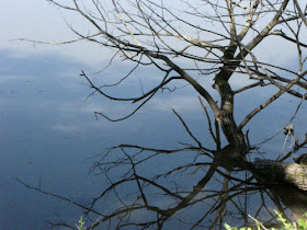 reflected tree