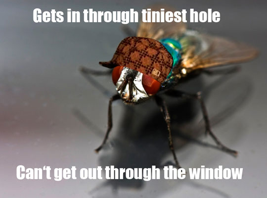 Scumbag FLy - Gets In Through Tiniest Hole - Can't Get Out Through The Window