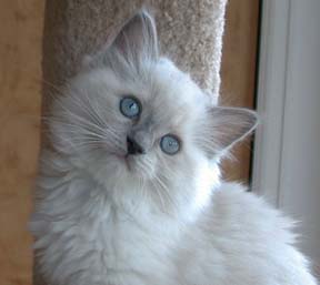 Kittens Cat Ragdoll,cat ragdoll, Cat Breeds Favorite