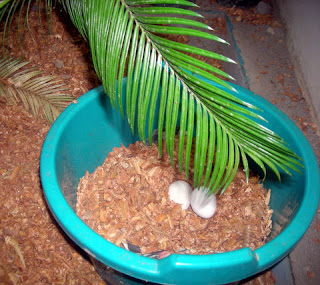 eggs, La Ceiba, Honduras