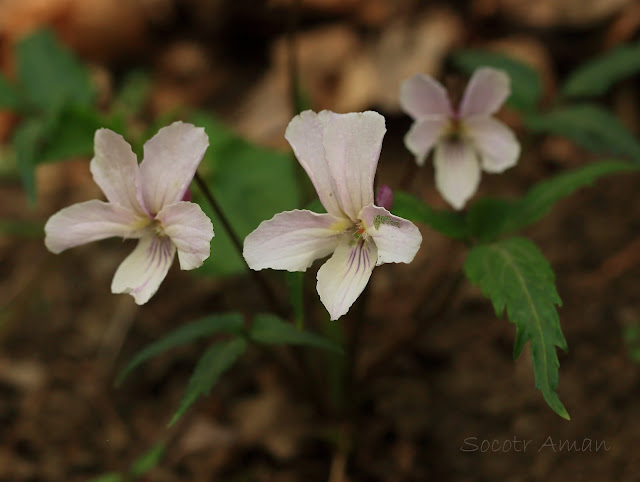 Viola eizanensis