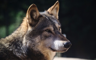 yeşillikler • köpekler • yapraklar • sevinç • Park • oyun • bahçe • köpek yavruları • çift • yürüyüş • beyaz• bir çift • Labrador • İkili • arkadaşlar • çalılar • iki • Av köpeği • iki köpek • av köpeği • iki yavru  alan • köpekler • beyaz • yaz • bak • çiçekler • ruh hali • glade • siyah • iki • Maki• köpek • çayır • köpek • çift • kırmızı • bir çift • Labrador • iki • namlu • köpek • köpek • Labradorlar • arka plan bulanık • iki köpek • haşhaş alan • yakışıklı • köpek • iki köpek  sonbahar • köpekler • bak • doğa • poz • konfor • ısı • arka plan • ruh hali • ateş • birlikte• iki • güzellik • pençeleri • battaniye • ateş • çift • ahşap • ekose • kutu • bir çift• İkili • yalan • iki köpek • kenar kömür ocağı • benekli • birlikte  orman • köpekler • bak • doğa • poz • Park • koyu arka plan • iki • köpek • bitkiler • bebek• çift • köpek yavrusu • beyaz • bir çift • Labrador • İkili • yalan • Av köpeği • iki köpek • yüzler• anne ve çocuk