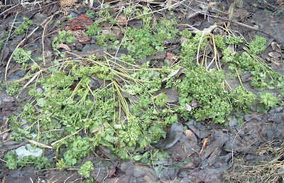 [Photo: Petroselinum crispum foliage at winter's end.]