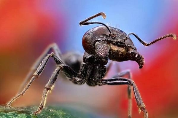 Macrofotografia mostra pequenos monstros vivendo entres 15