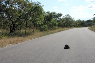 Tortuga en Kruger park