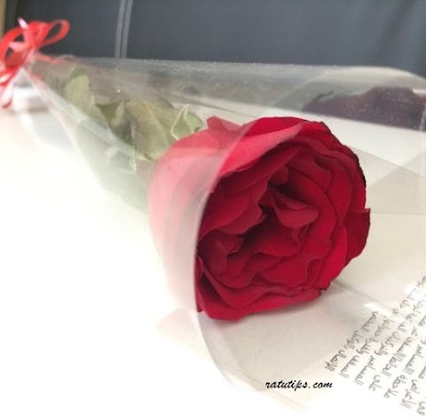 sekuntum bunga yang merah merkar di taman itu